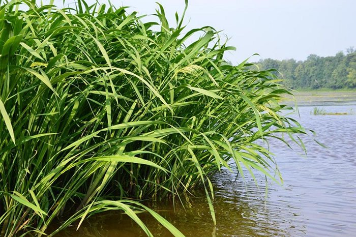 Превью изображения