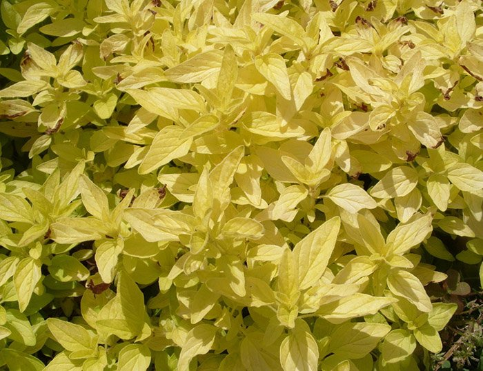 Превью изображения