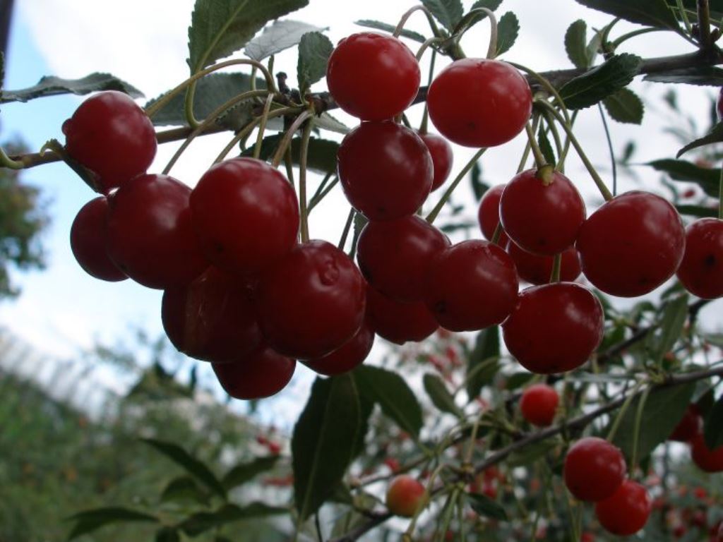 Превью изображения