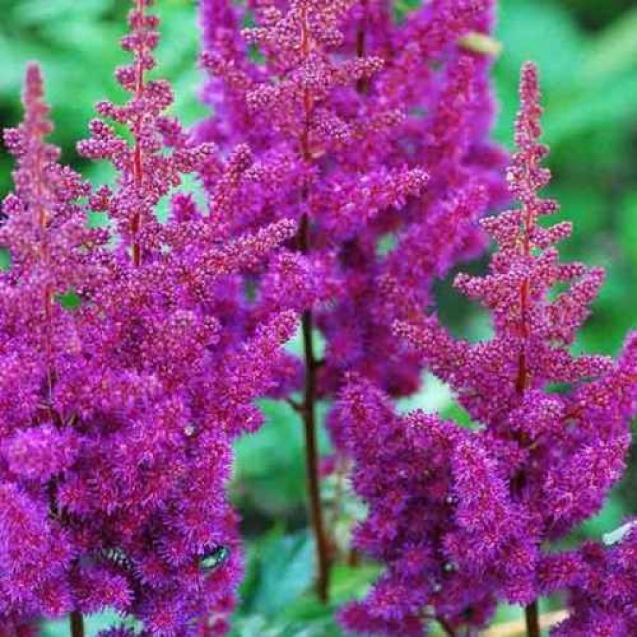 Превью изображения