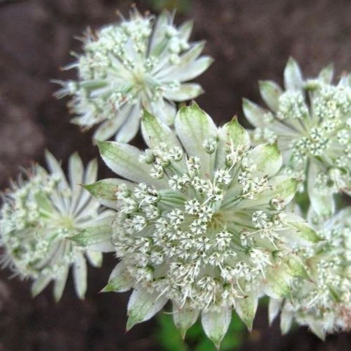 Превью изображения