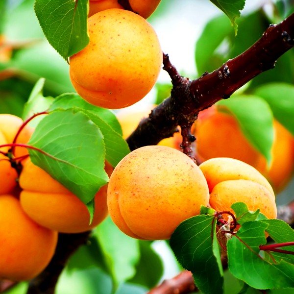 Превью изображения