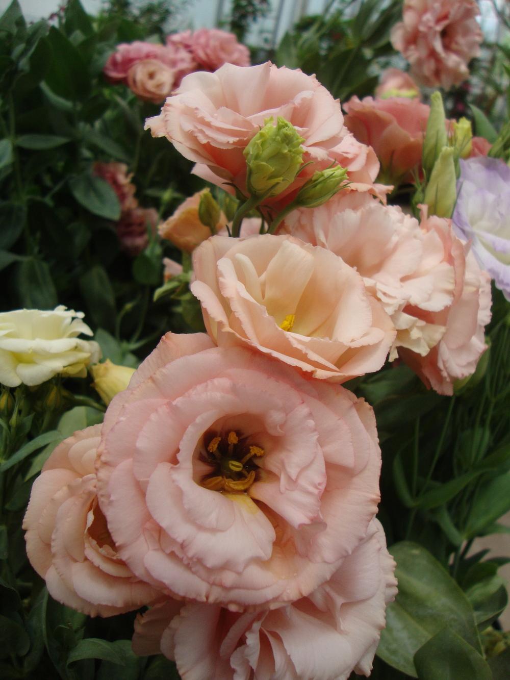 Превью изображения