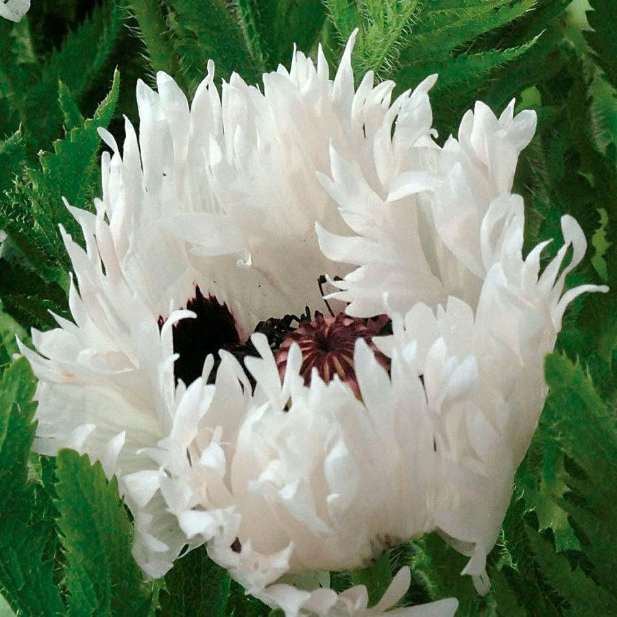 Превью изображения