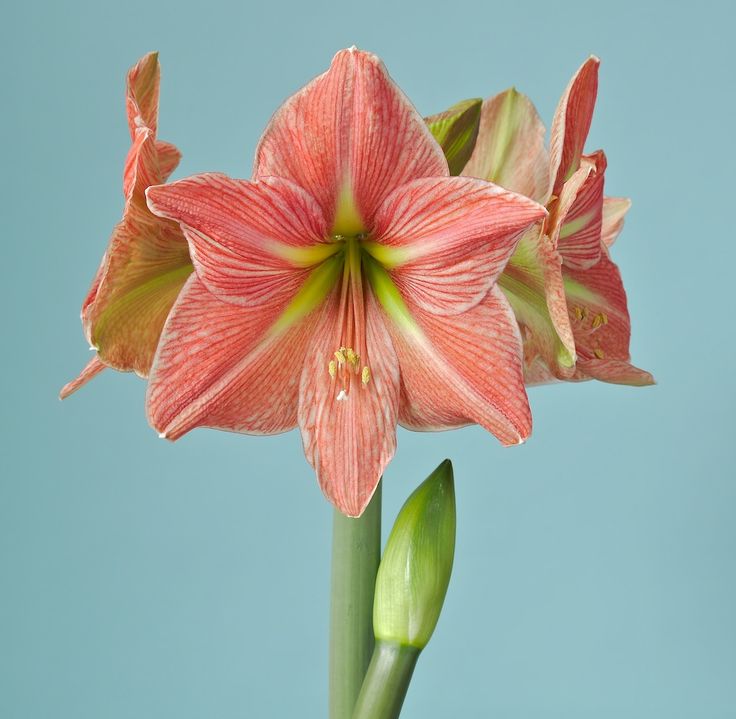 Превью изображения