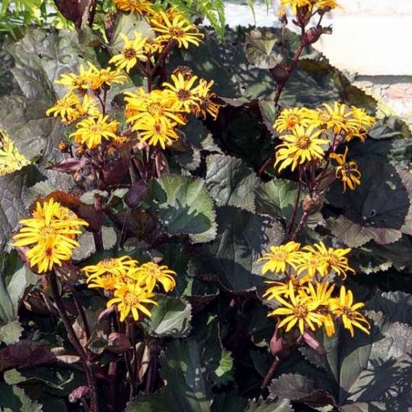 Превью изображения