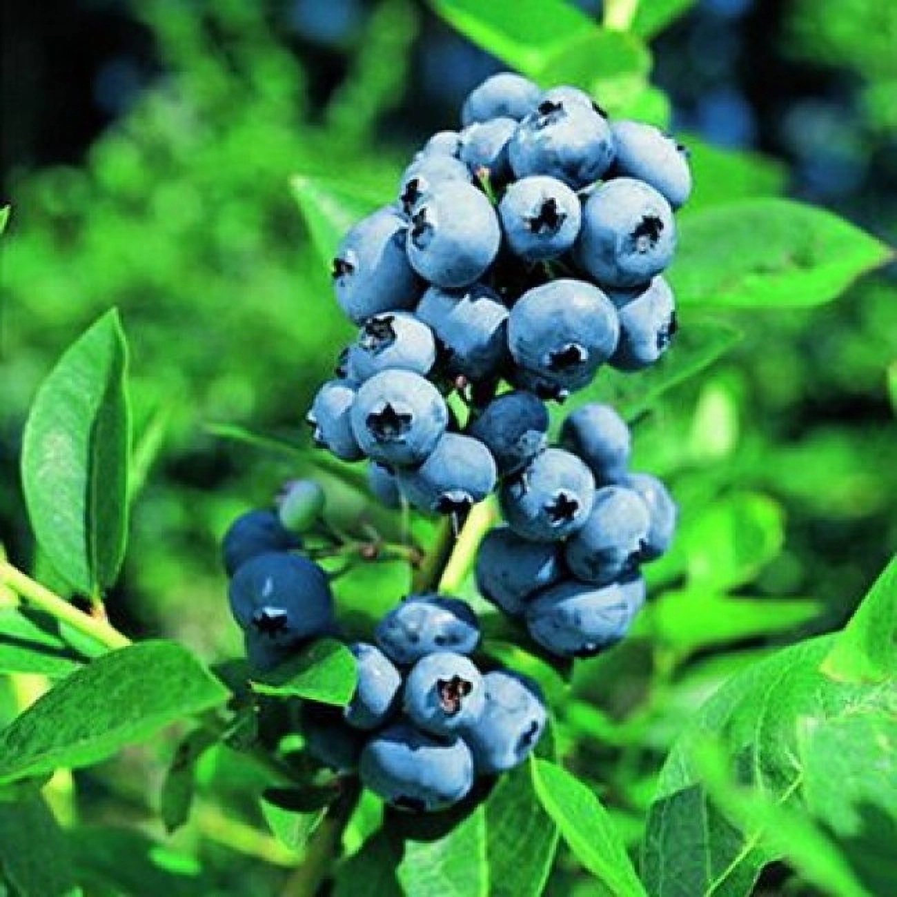 Превью изображения