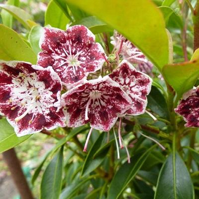 Превью изображения