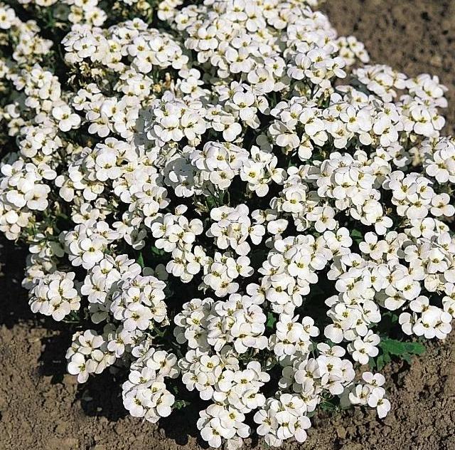 Превью изображения