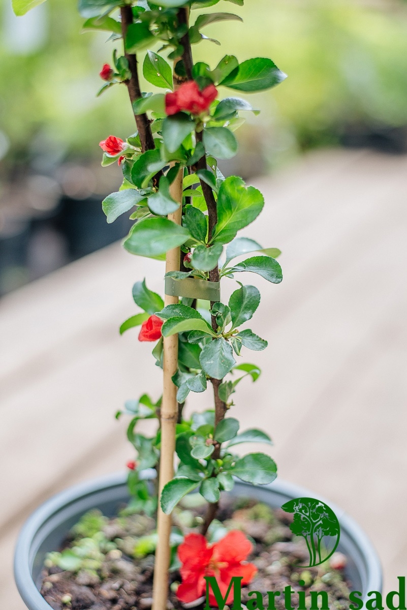 Превью изображения