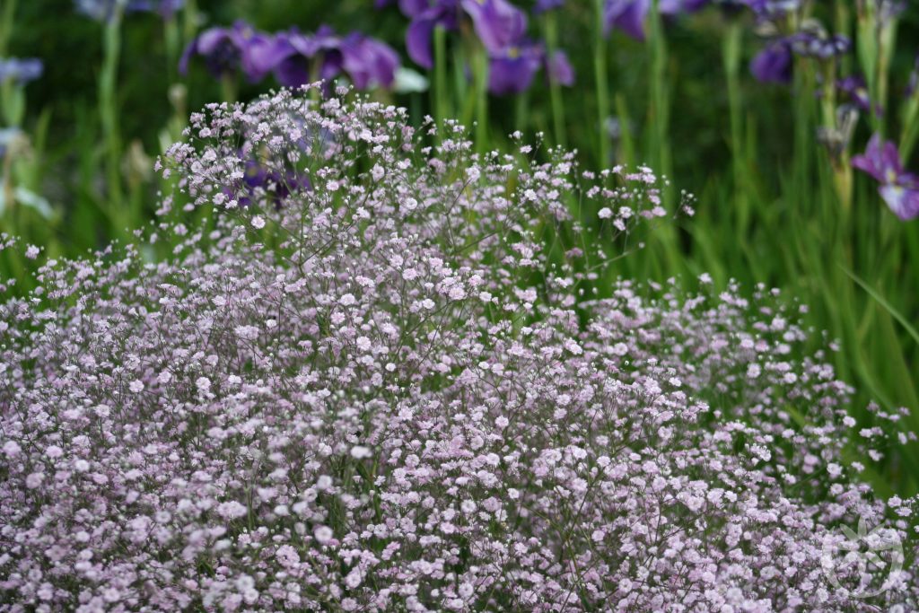 Превью изображения