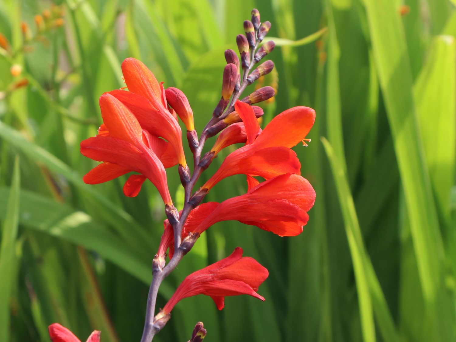 Превью изображения