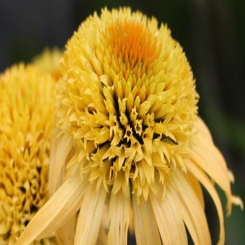 Превью изображения