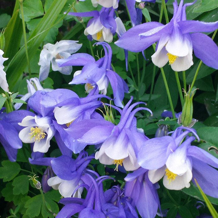 Превью изображения