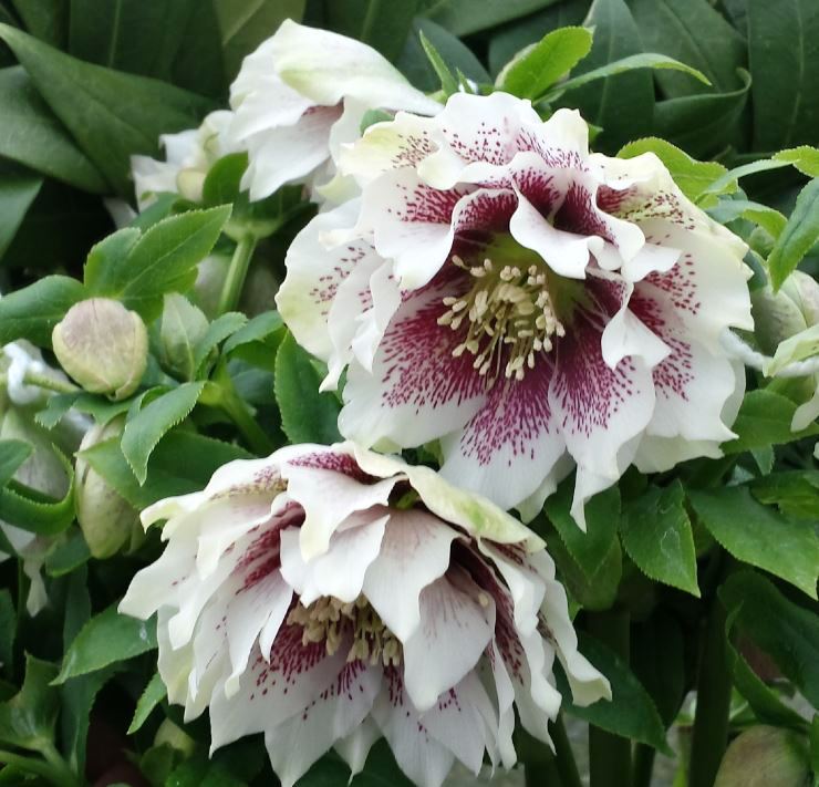 Превью изображения