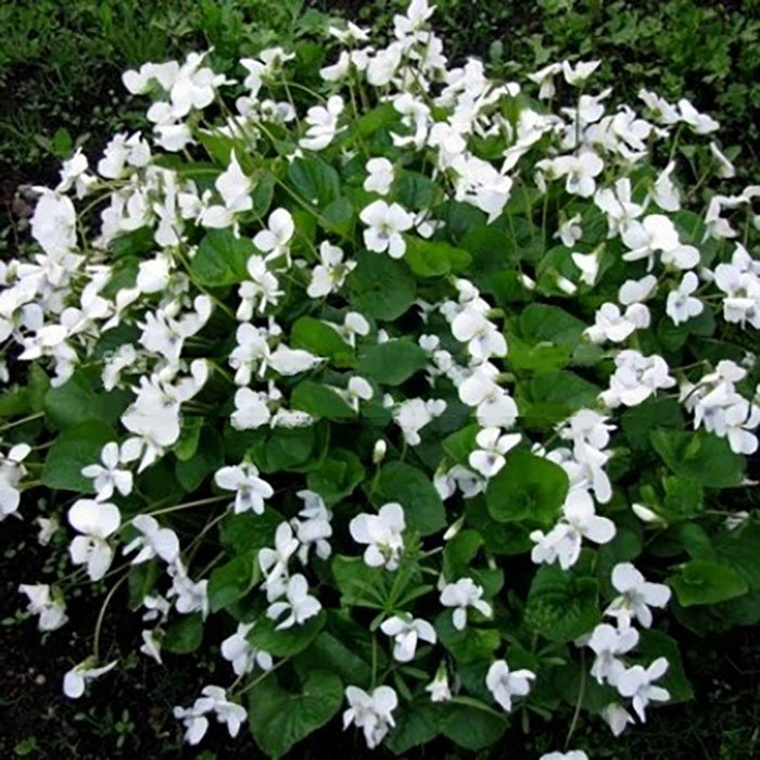 Превью изображения