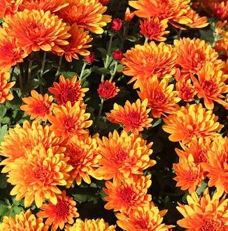 Превью изображения