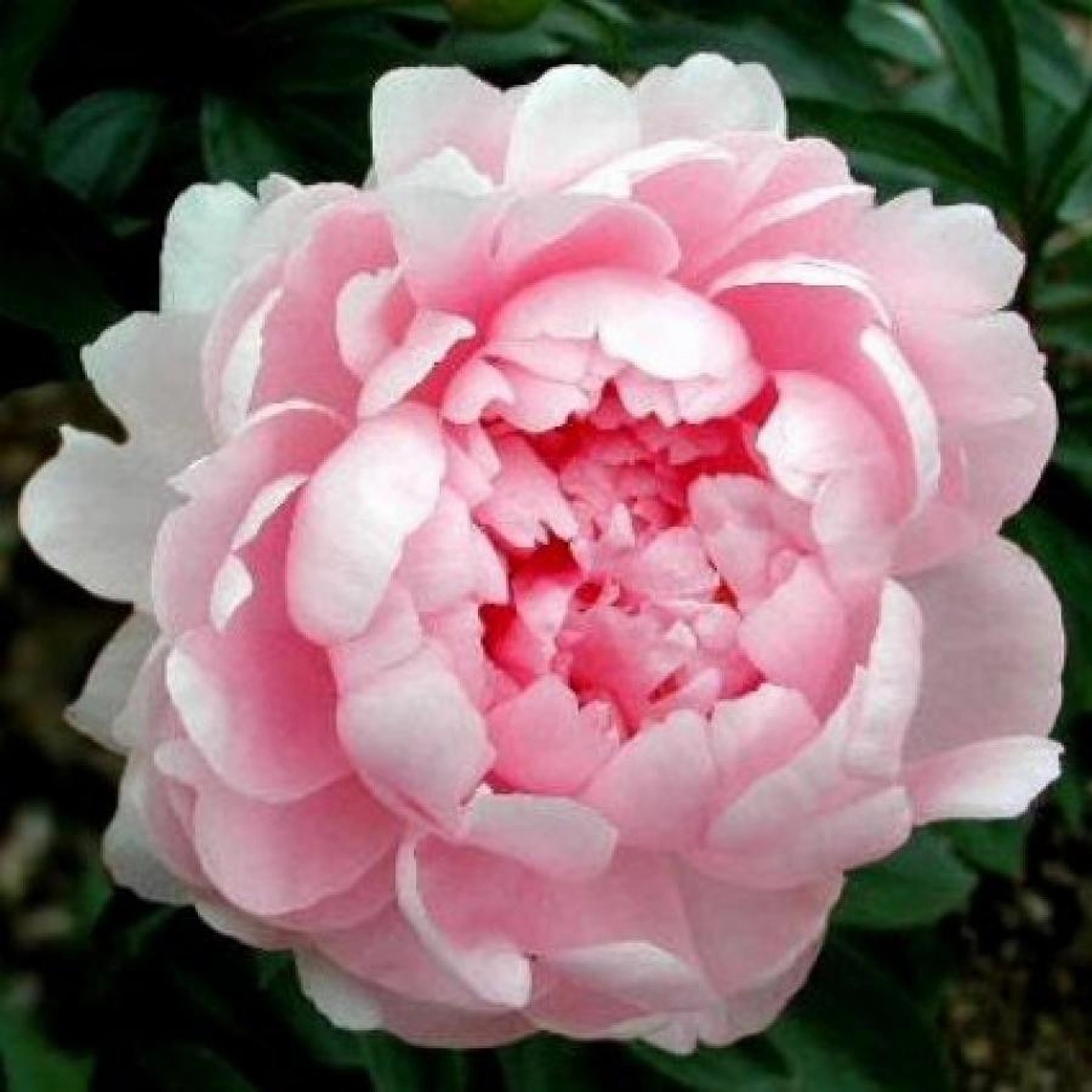 Превью изображения