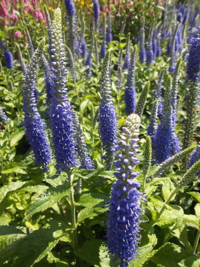 Превью изображения