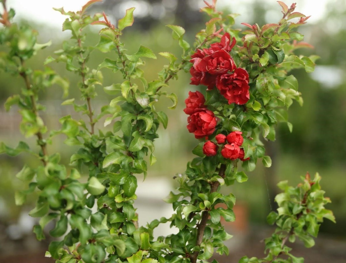 Превью изображения