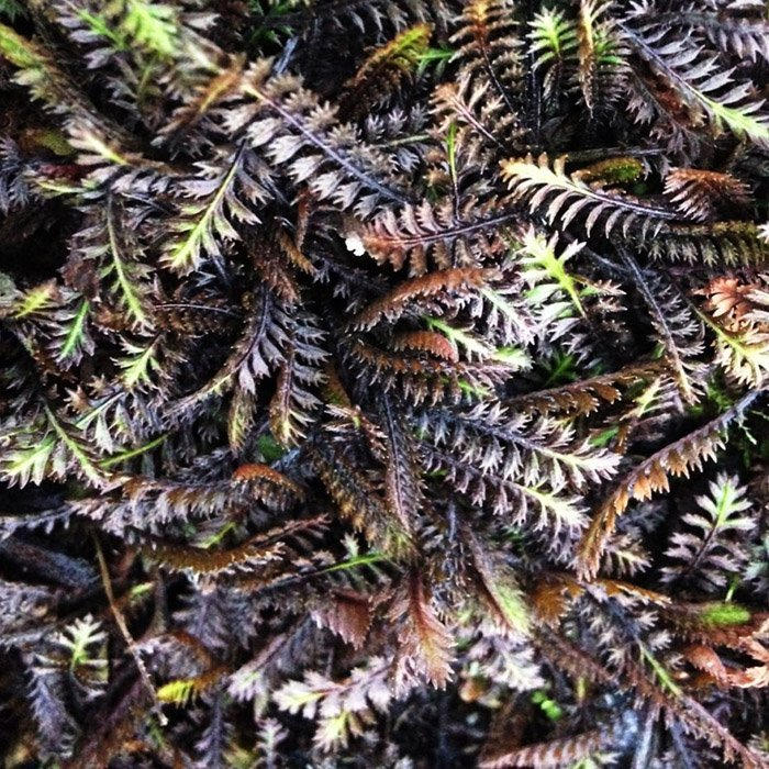 Превью изображения