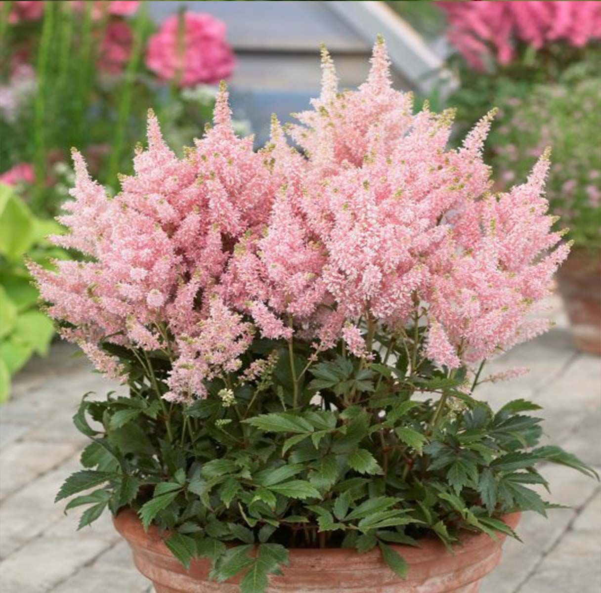 Превью изображения