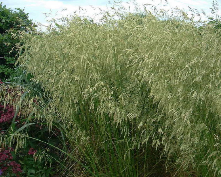 Превью изображения