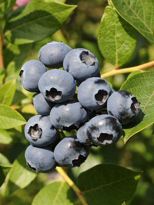 Превью изображения