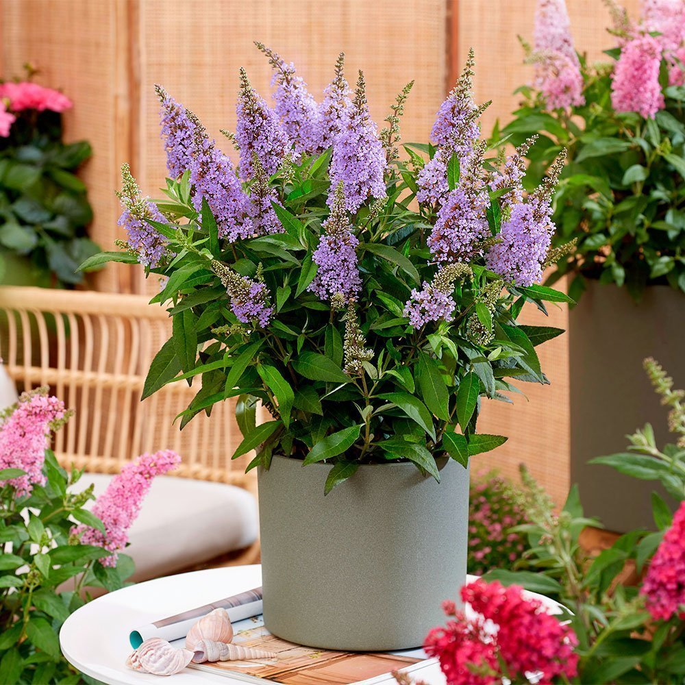 Превью изображения