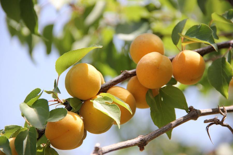 Превью изображения