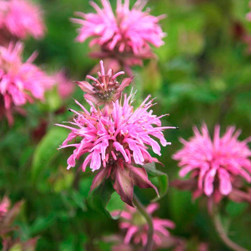 Превью изображения