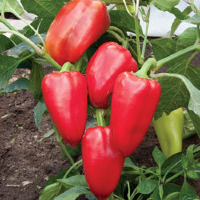 Превью изображения