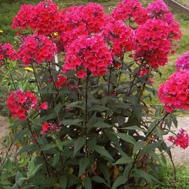 Превью изображения