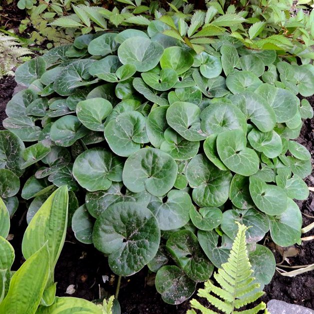 Превью изображения