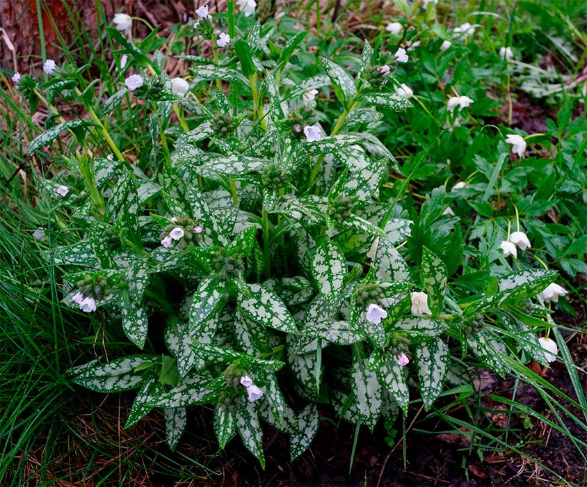 Превью изображения