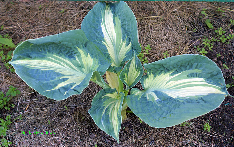 Превью изображения