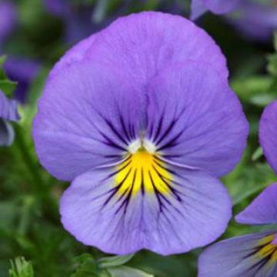 Превью изображения