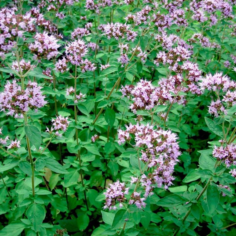 Превью изображения