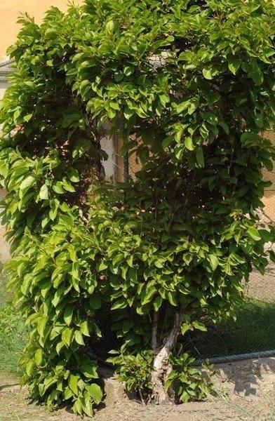 Превью изображения