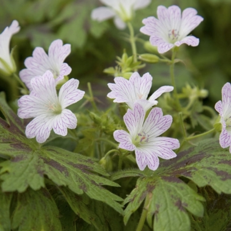 Превью изображения