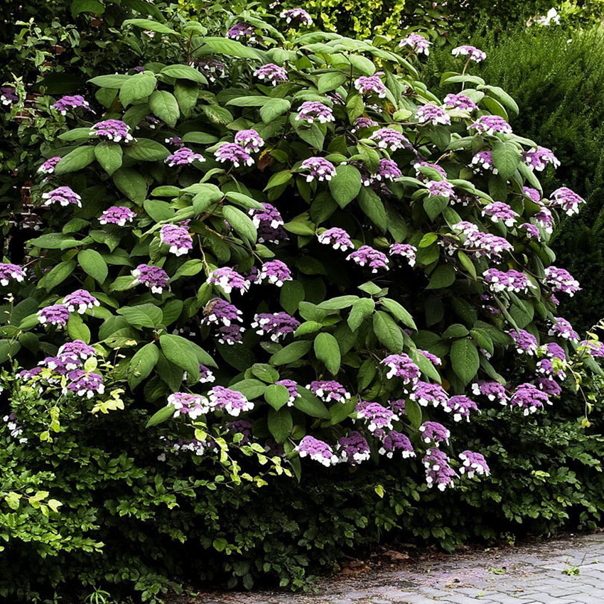 Превью изображения