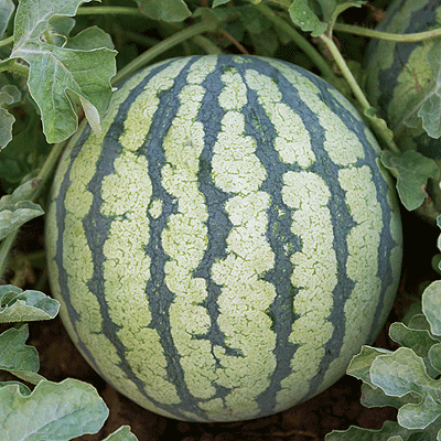 Превью изображения