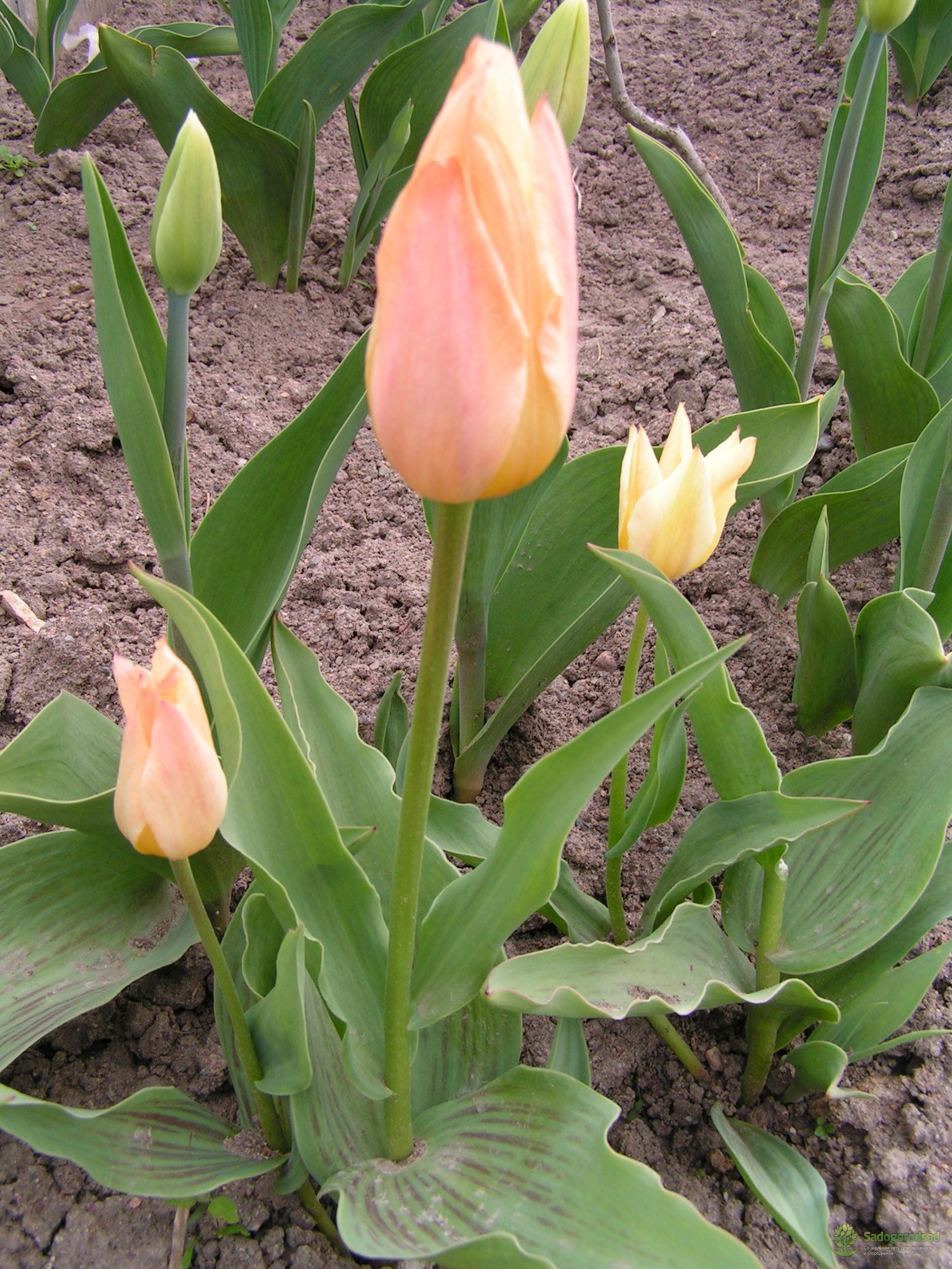 Превью изображения