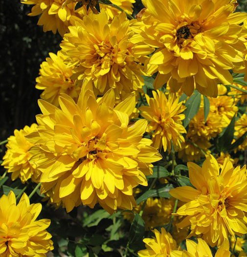 Превью изображения