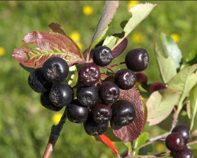 Превью изображения