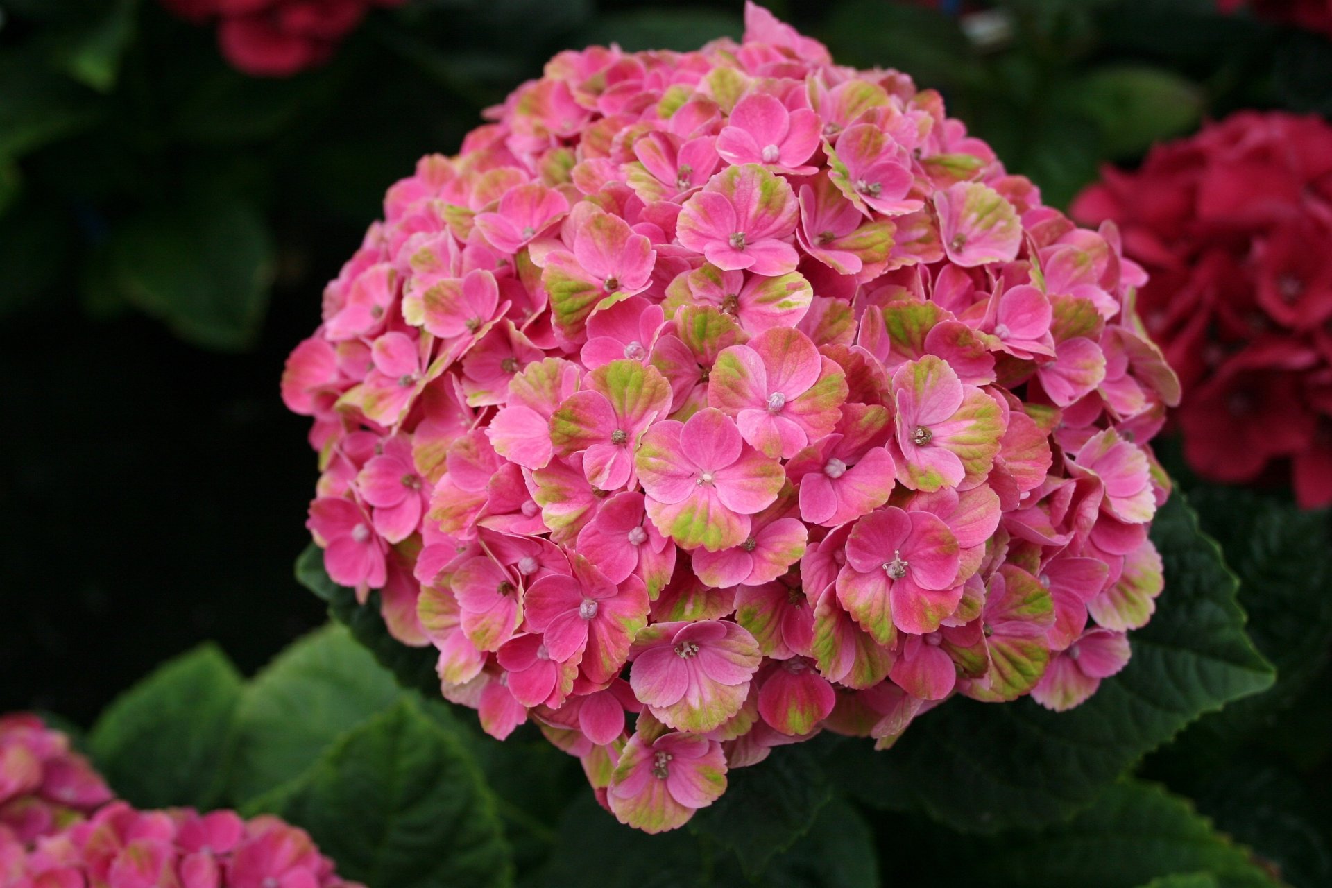 Превью изображения