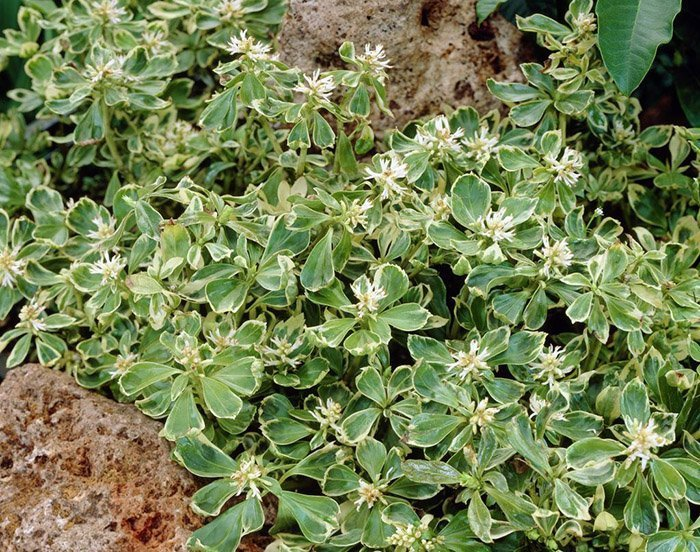 Превью изображения