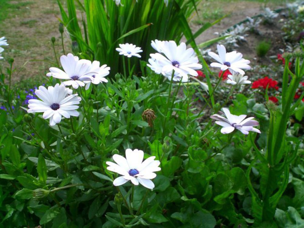 Превью изображения