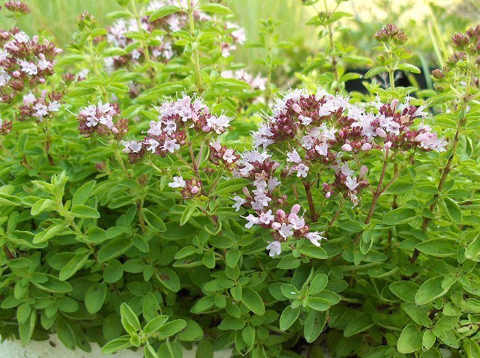 Превью изображения