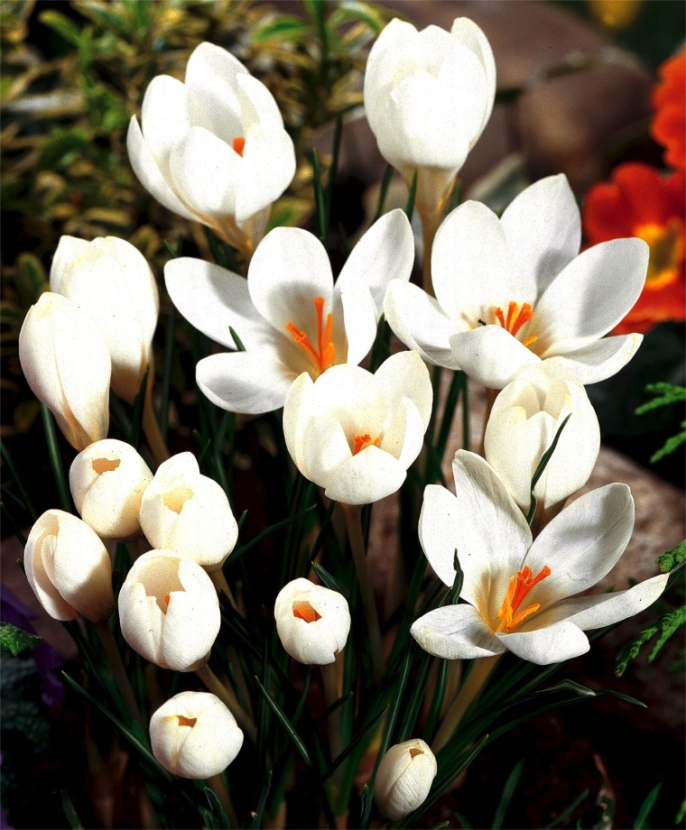 Превью изображения